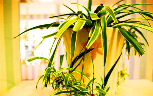 六安室内除甲醛植物-室内除甲醛植物排行榜